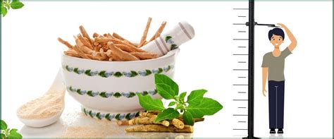 Ashwagandha for Height: Does Ashwagandha .